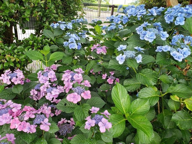相模原麻溝公園
