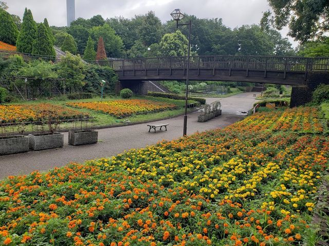 相模原麻溝公園
