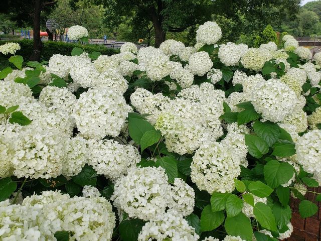 相模原麻溝公園