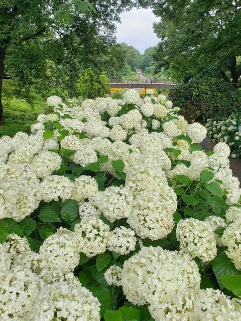 相模原麻溝公園