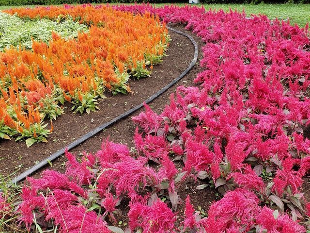 相模原公園