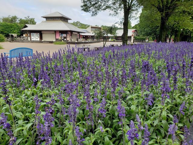 相模原公園
