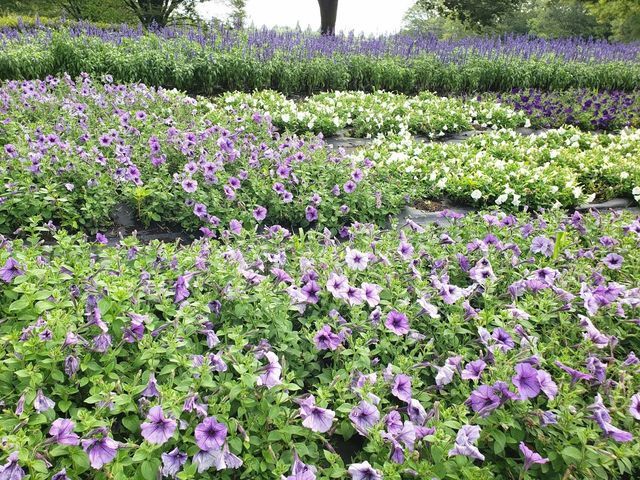 相模原公園