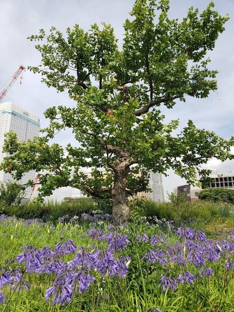 新港中央広場