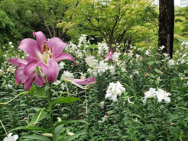 日比谷公園