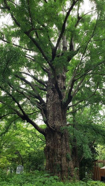 日比谷公園