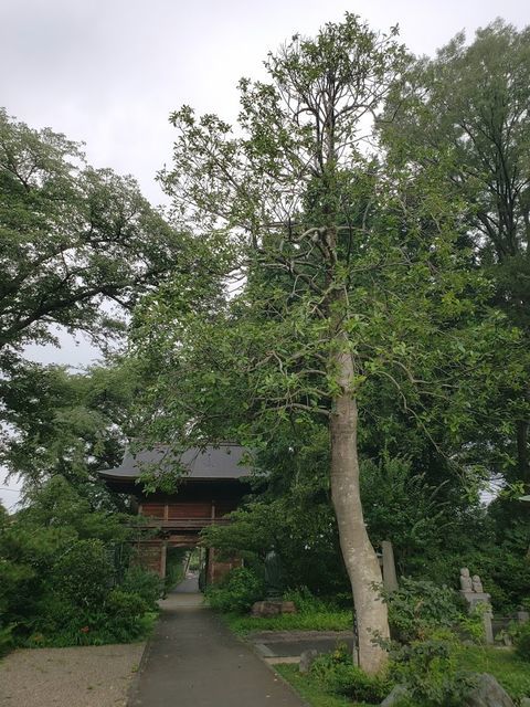 徳善寺