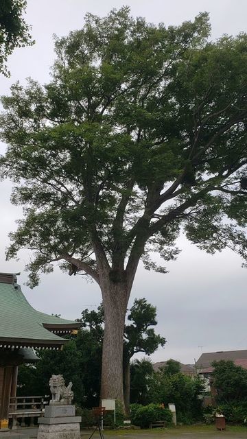 日枝社