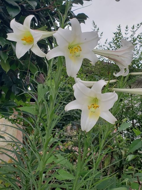 f:id:burariwalking:20210819101957j:plain