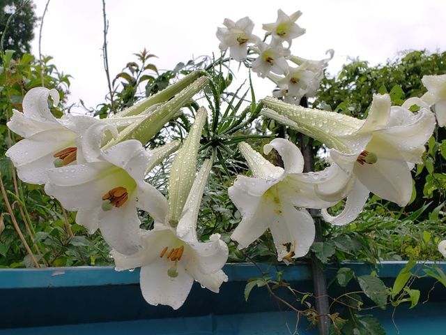 f:id:burariwalking:20210819102005j:plain