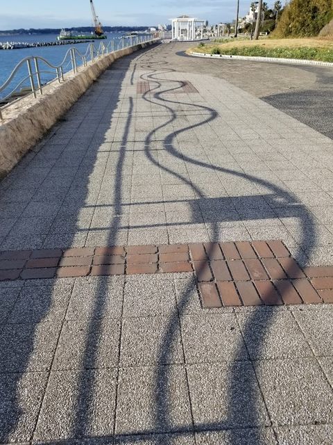 横須賀 野比海岸公園・下北浦海岸遊歩道】早春の水仙ロードを