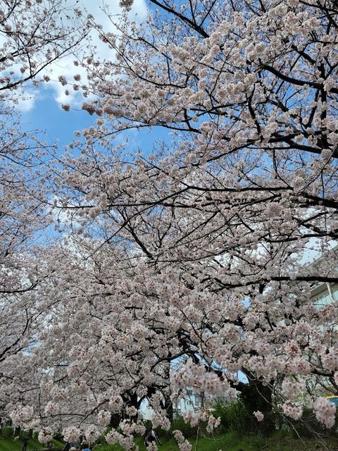 桜 横浜 江川せせらぎ緑道】桜咲く春の緑道を歩く - ぶらりうぉーかー