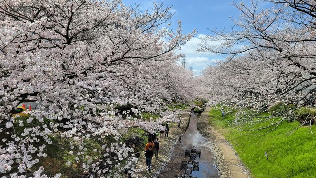 桜 横浜 江川せせらぎ緑道】桜咲く春の緑道を歩く - ぶらりうぉーかー