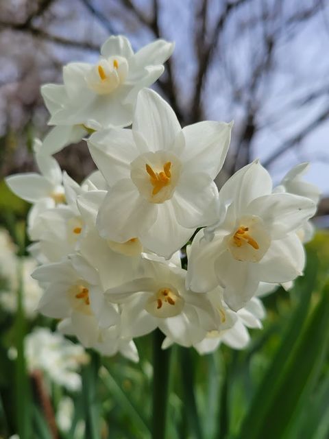 f:id:burariwalking:20220403165931j:plain