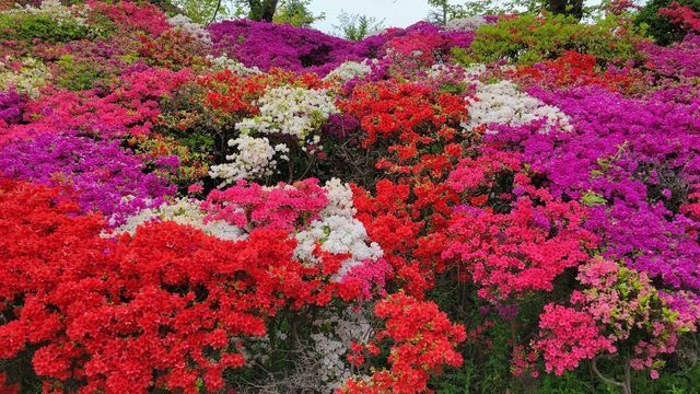 つつじの木 花台 20241213124202_00_メイン