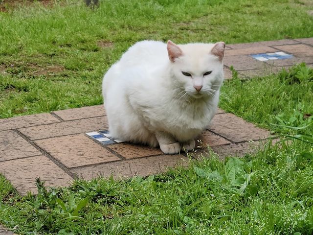 色々な場所で出会った 猫ちゃん 大集合 ぶらりうぉーかー
