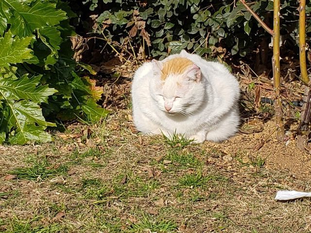 ねこちゃん@プロフ見てください ページ 似顔絵セミオーダーご紹介】④ M様 なのちゃん キリッと大きなお