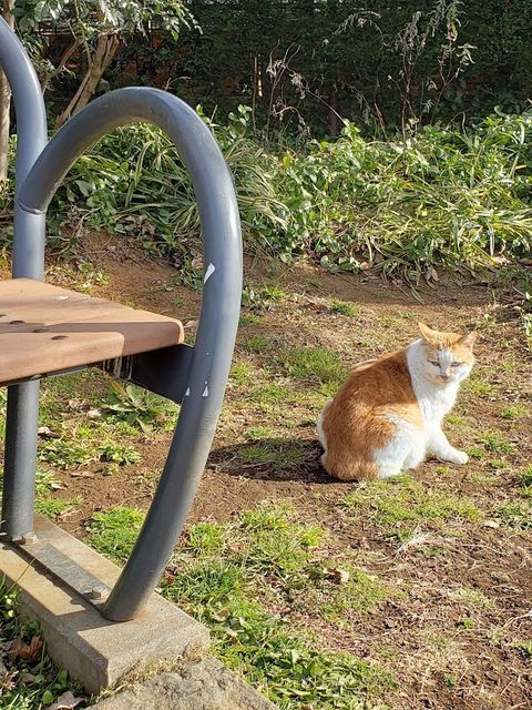 色々な場所で出会った『猫ちゃん』大集合 - ぶらりうぉーかー
