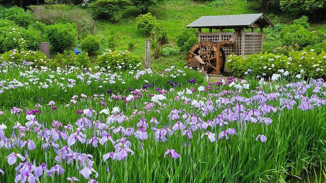 ハナショウブの名所 横須賀しょうぶ園 散策 ぶらりうぉーかー