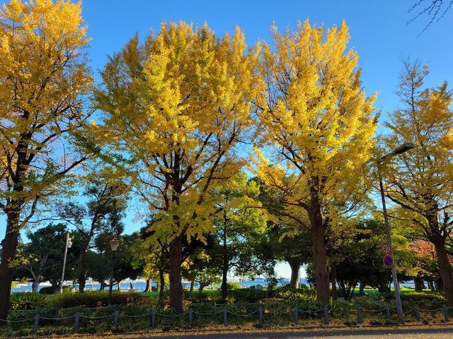 山下公園通り」イチョウ並木の紅葉散歩 - ぶらりうぉーかー