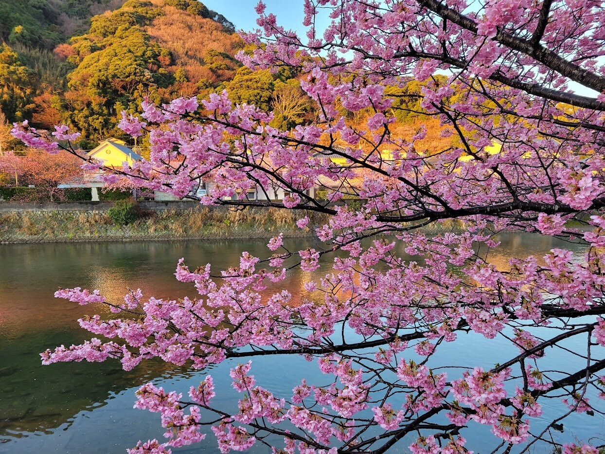 川津桜 早朝の河津桜 お花見散歩～河津桜まつり【静岡県河津町】 - ぶらりうぉーかー