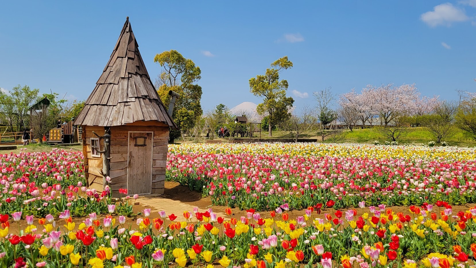 はなはな バイオラッセンスバナナの種 - マルシェ青空