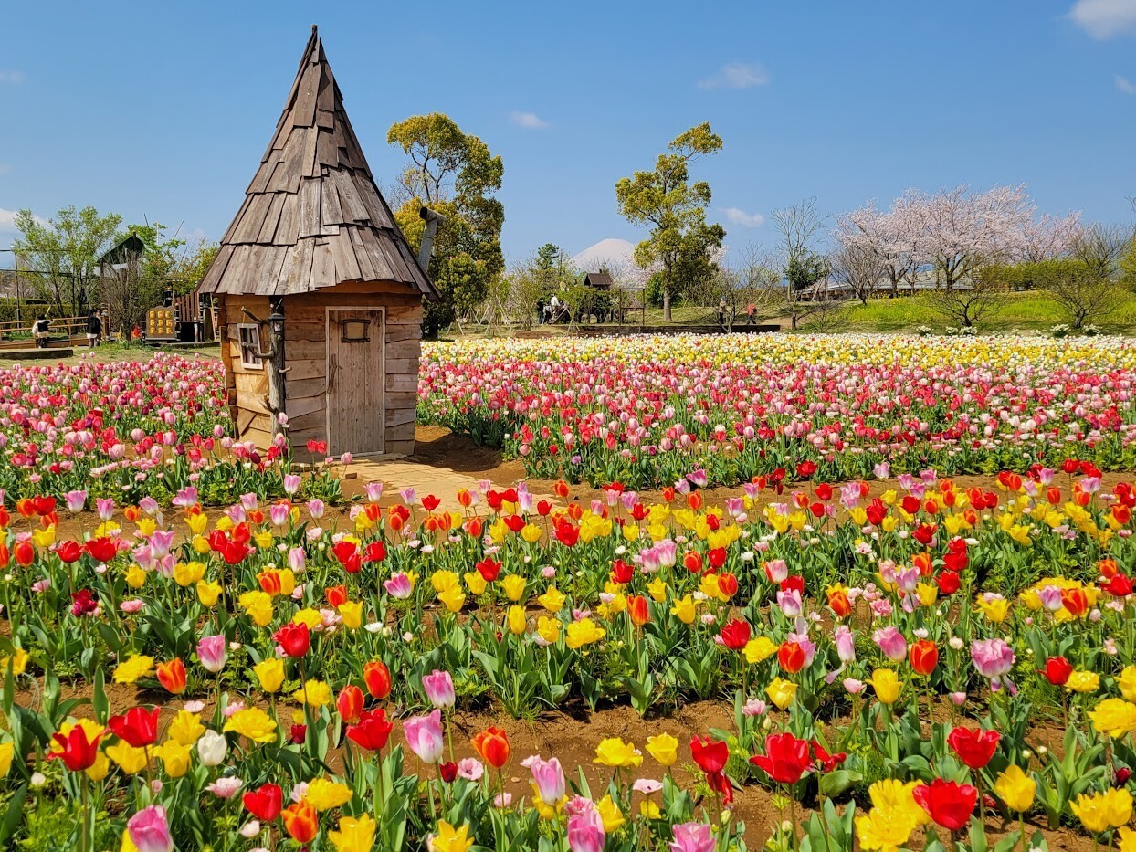 花菜ガーデン】春を告げる花々が満開の園内を散歩しよう！～神奈川県立