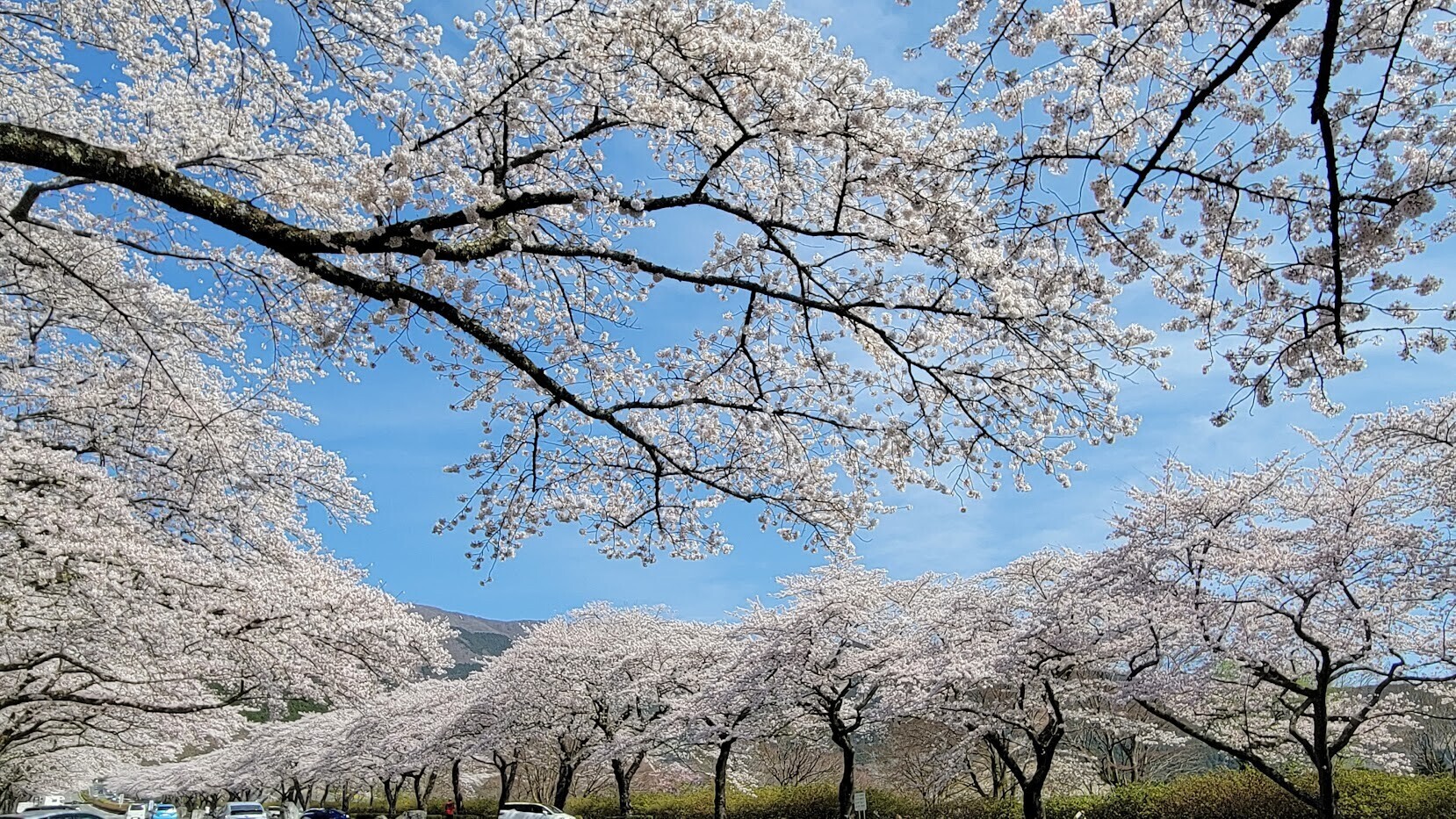 富士山 桜 コルク 春限定クラフトビール 桜の開花時期に合わせ醸造。富士桜高原麦酒