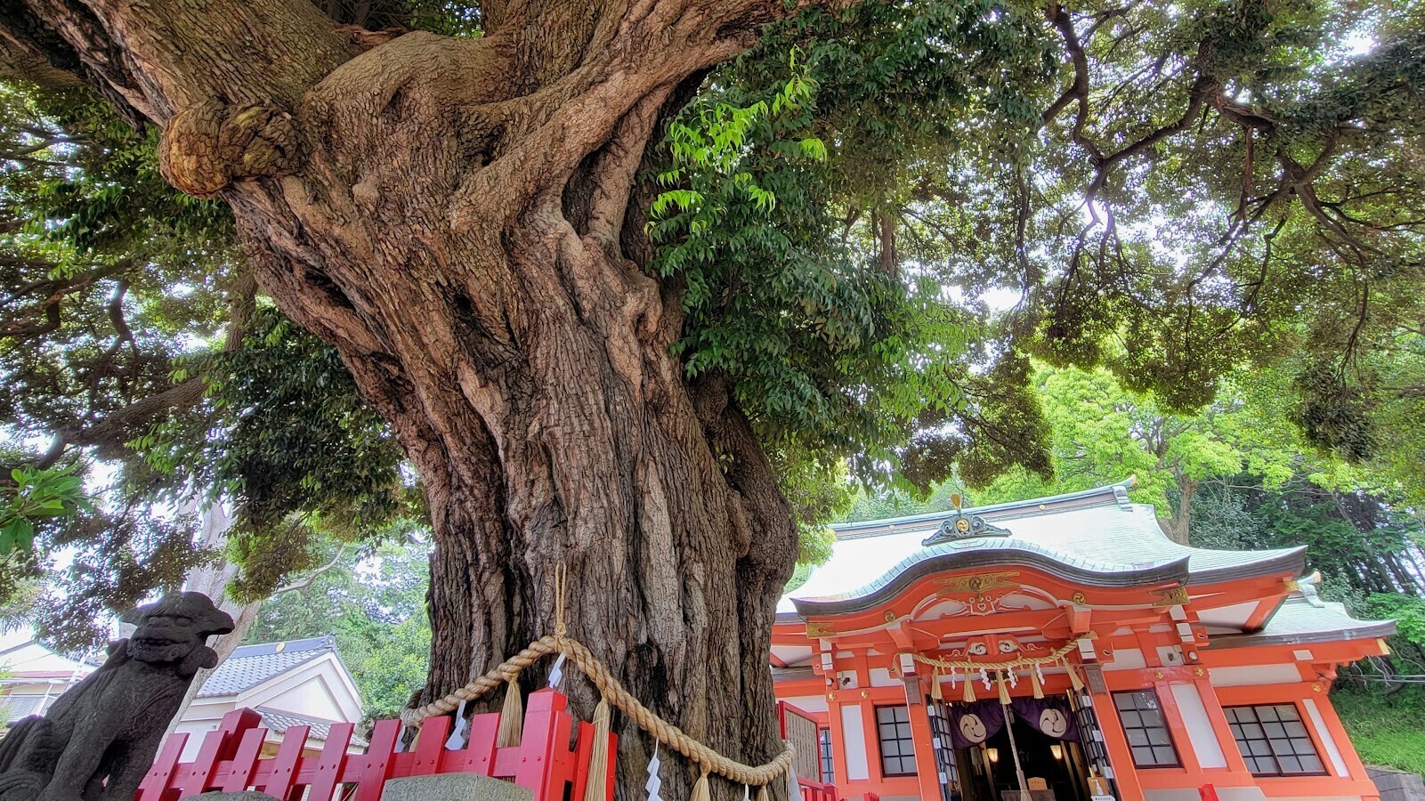 東峯八幡大神】「シイの御神木」が抜群の存在感の町の小さな神社