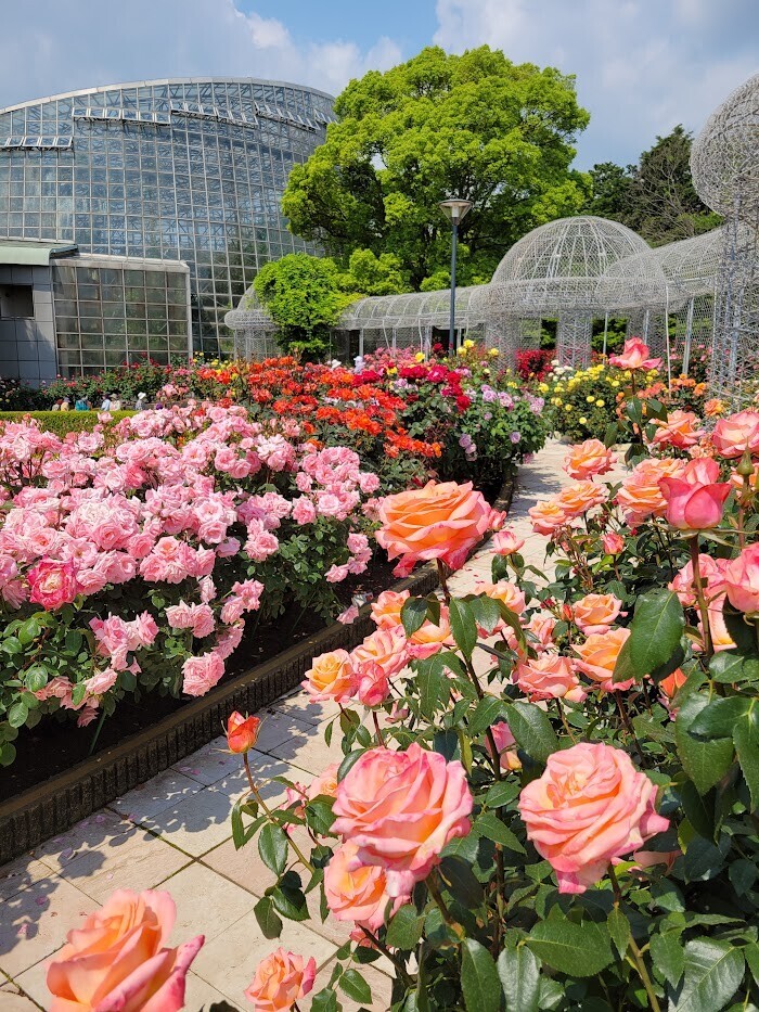 小田原フラワーガーデン』のバラが見頃！～「バラ園」と「トロピカル