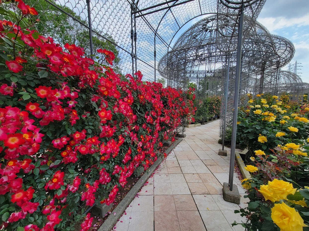 小田原フラワーガーデン』のバラが見頃！～「バラ園」と「トロピカル