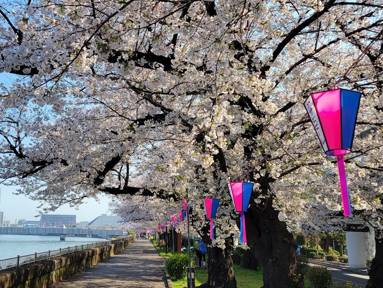 ◉真作保証◉はりたつお◉春の隅田川と東京スカイツリー◉24/300 サイン有り◉ ライトアップの桜と東京スカイツリー 隅田公園 写真素材 [7207326