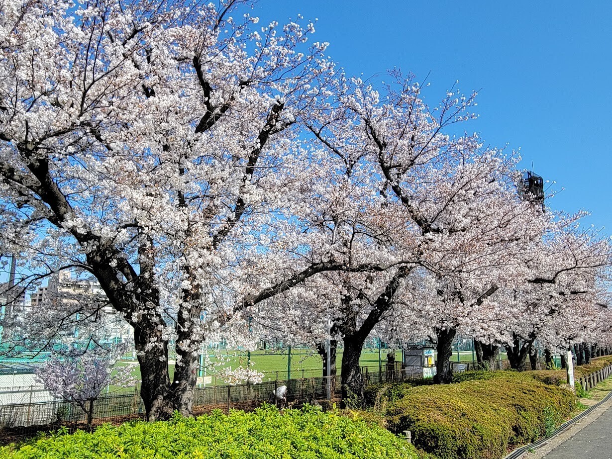 隅田公園】春の隅田川は東京スカイツリーと桜の絶景スポット - ぶらり