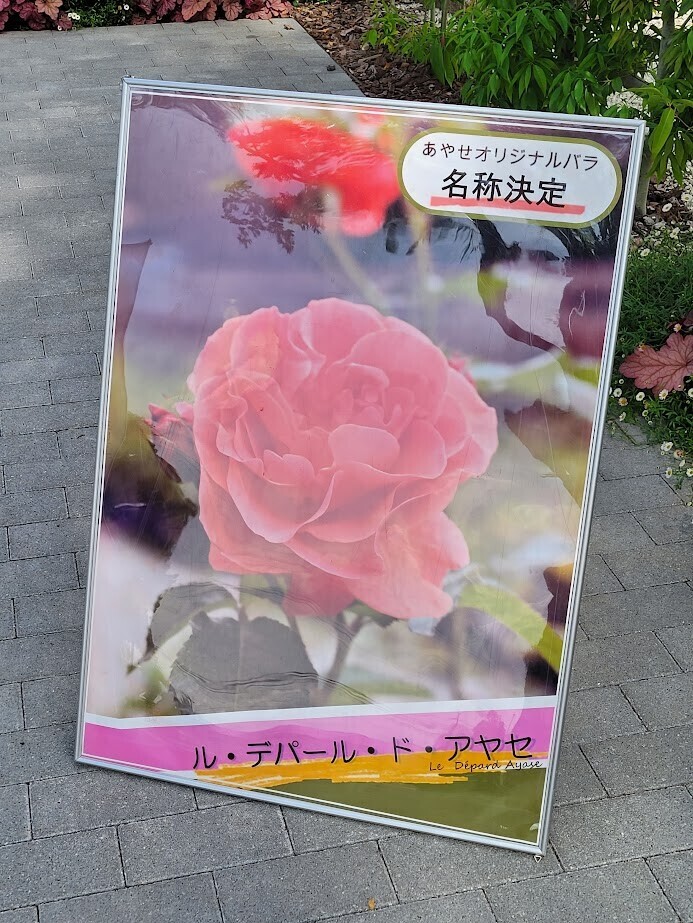 少女時代　バラ売り あやせローズガーデン】春バラが見頃！テーマガーデンが魅力的な”洒落