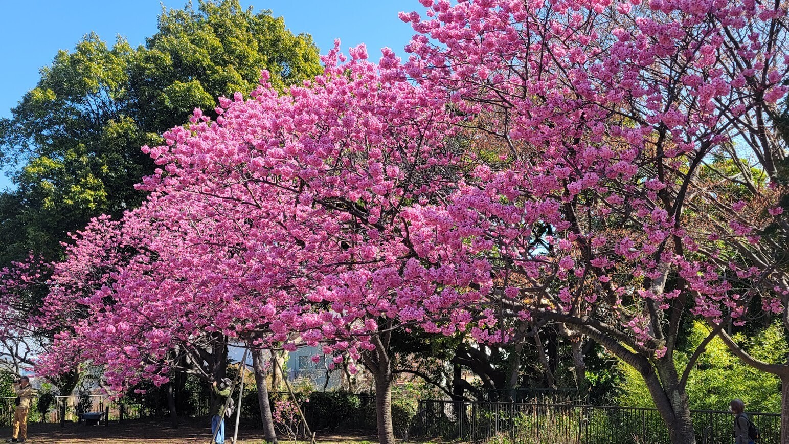 本牧山頂公園】満開の「ヨコハマヒザクラ」が咲く公園へ行こう