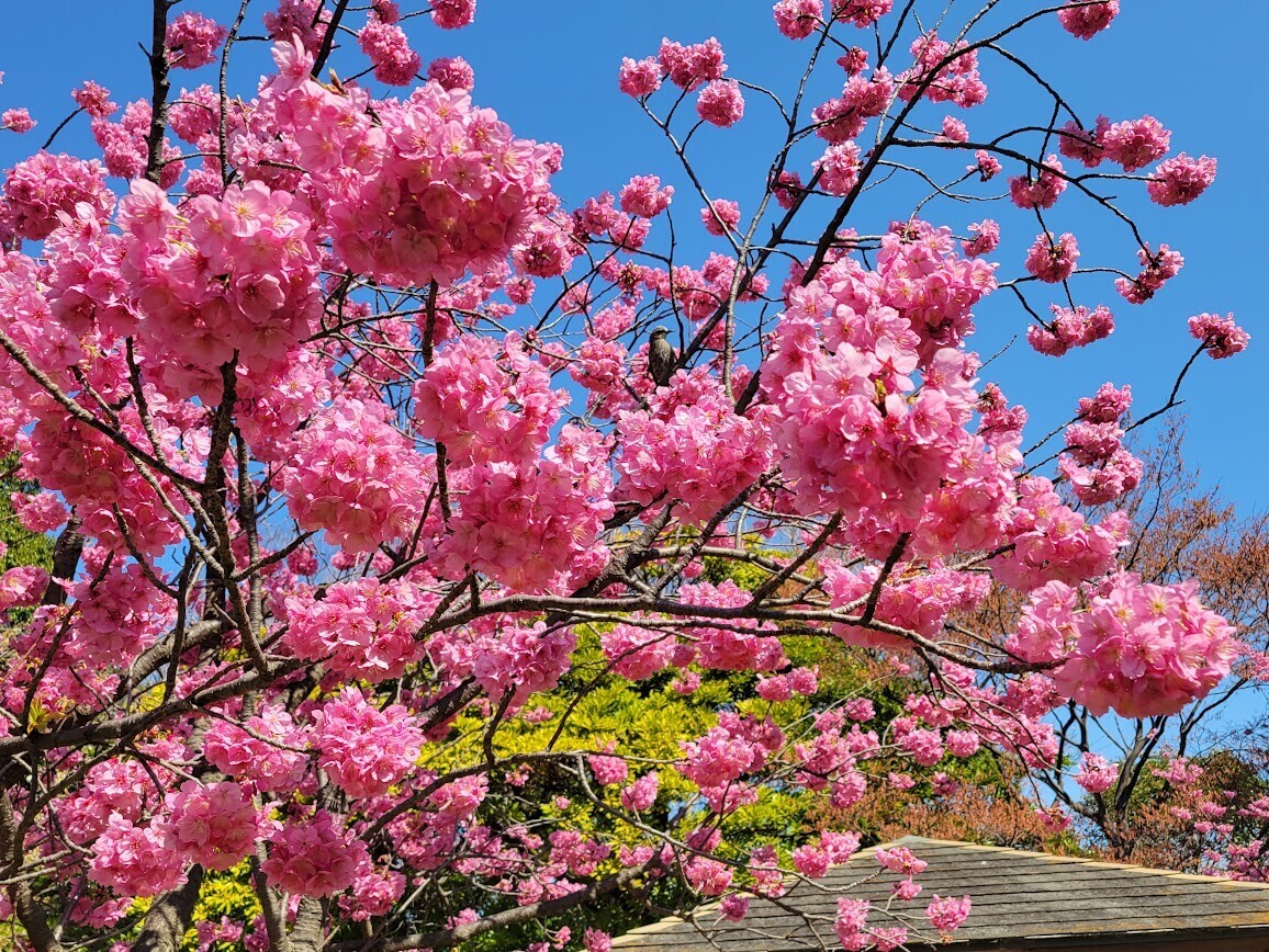 本牧山頂公園】満開の「ヨコハマヒザクラ」が咲く公園へ行こう