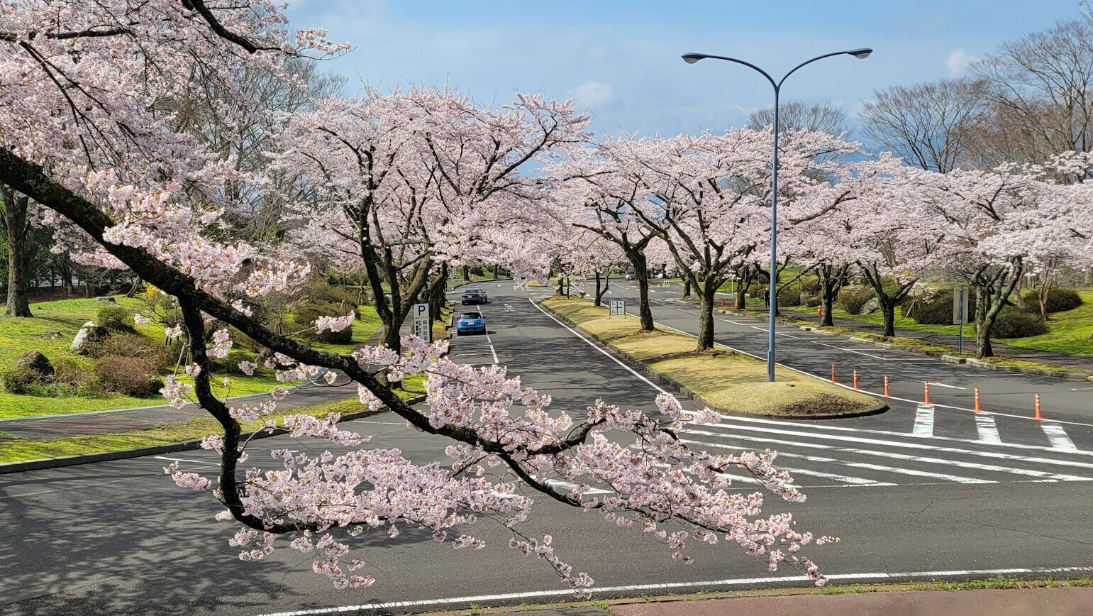 富士 桜 自然 墓地 公園
