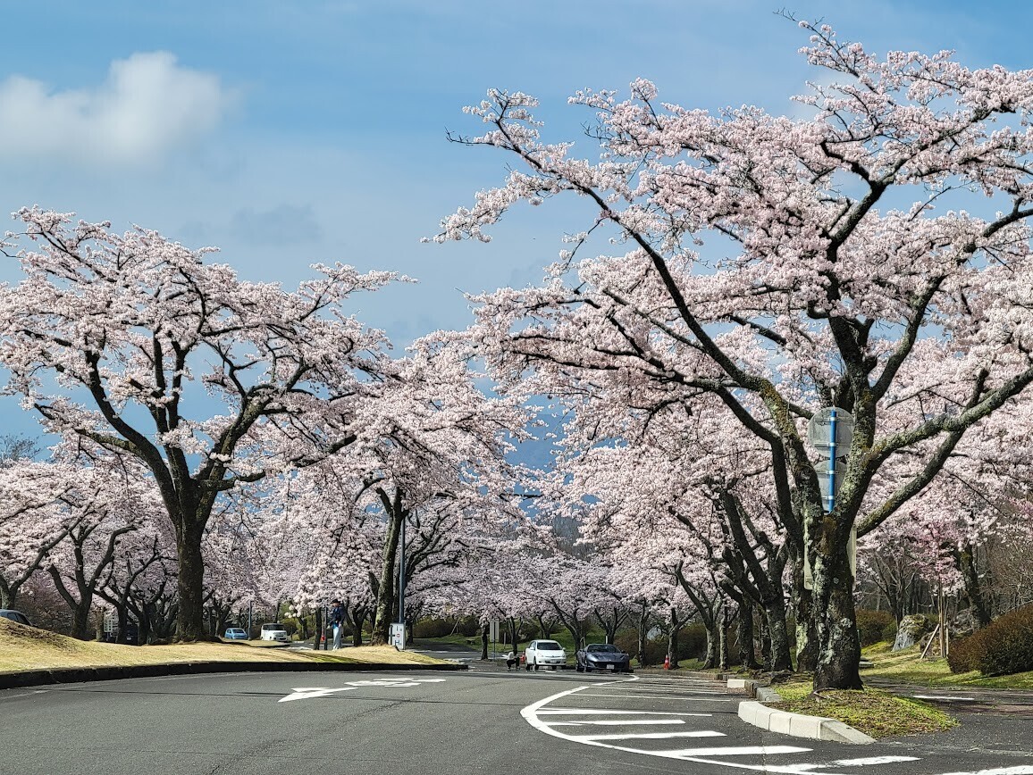 富士 桜 自然 墓地 公園