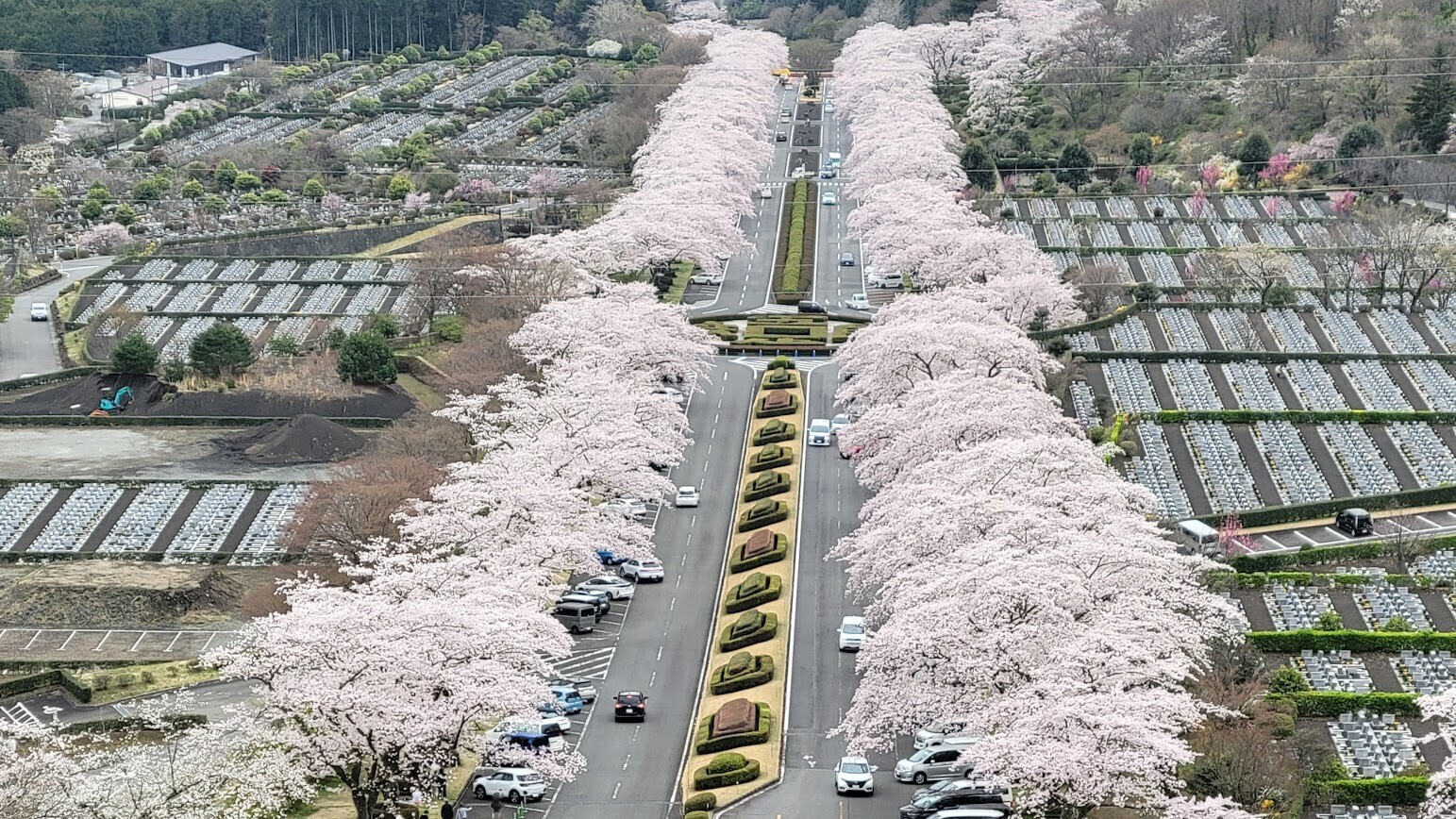 冨士霊園』の桜が満開（2026年）～お花見におすすめの”桜の名所