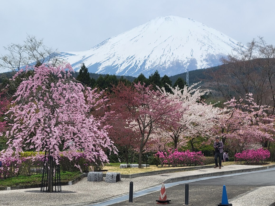 冨士霊園』の桜が満開（2026年）～お花見におすすめの”桜の名所