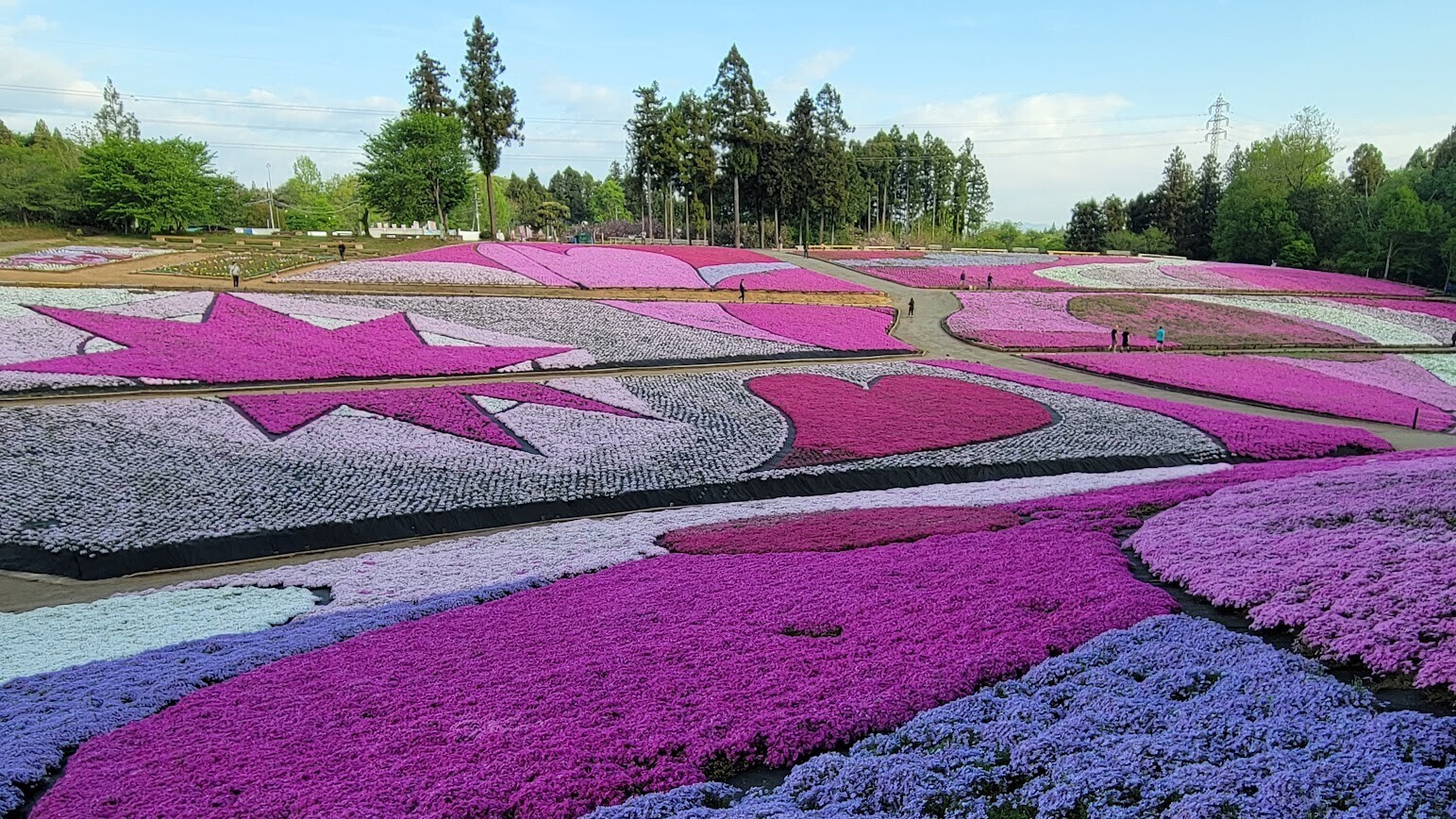 秩父 芝 桜