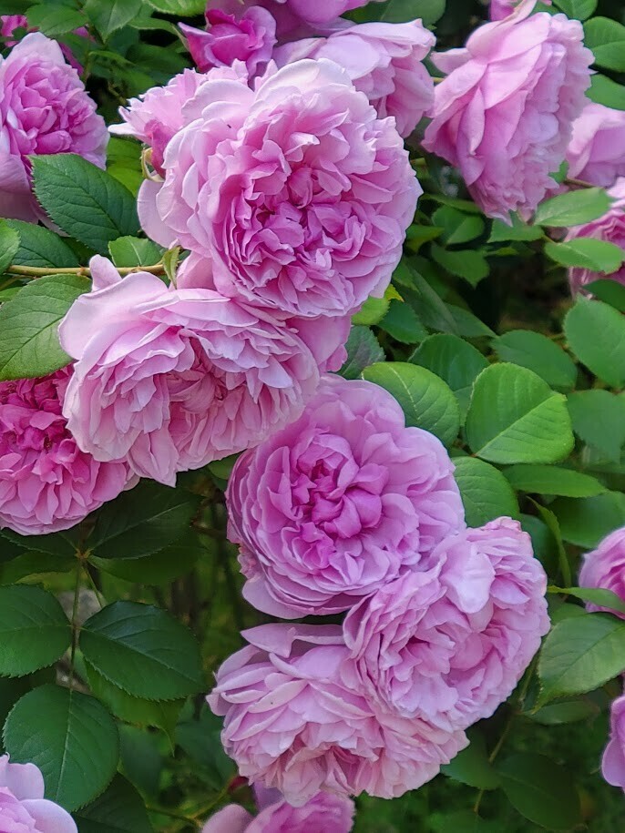 花菜ガーデン】圧巻の「バラの海」！春バラが見頃の園内を散歩しよう