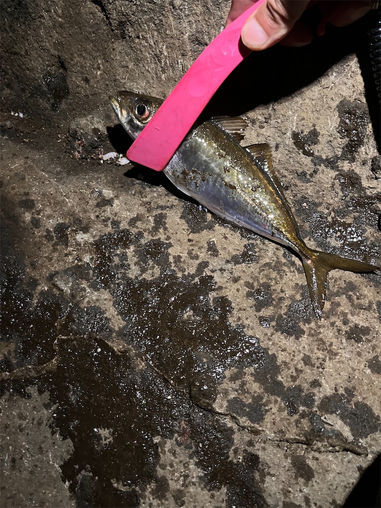 f:id:burgessbutterflyfish:20260725135706j:image