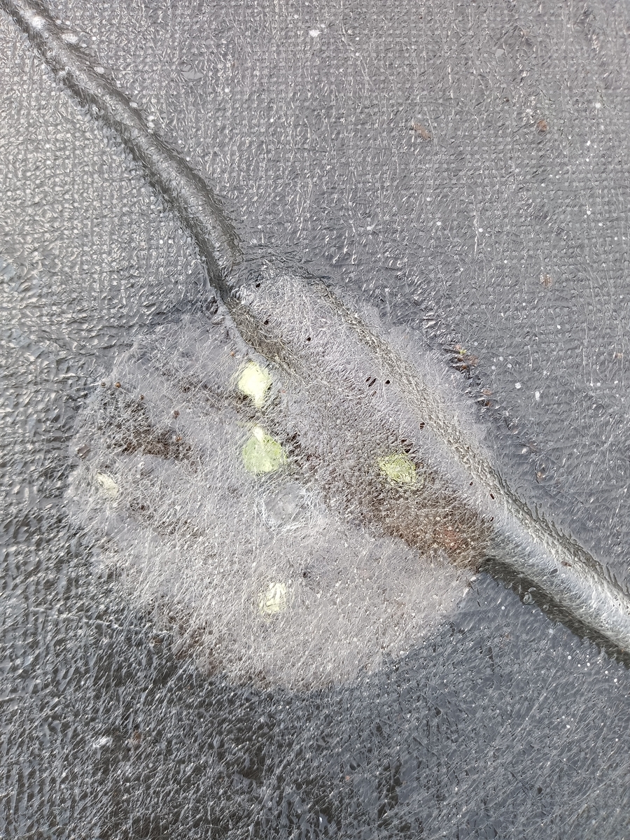 オクラの発芽画像