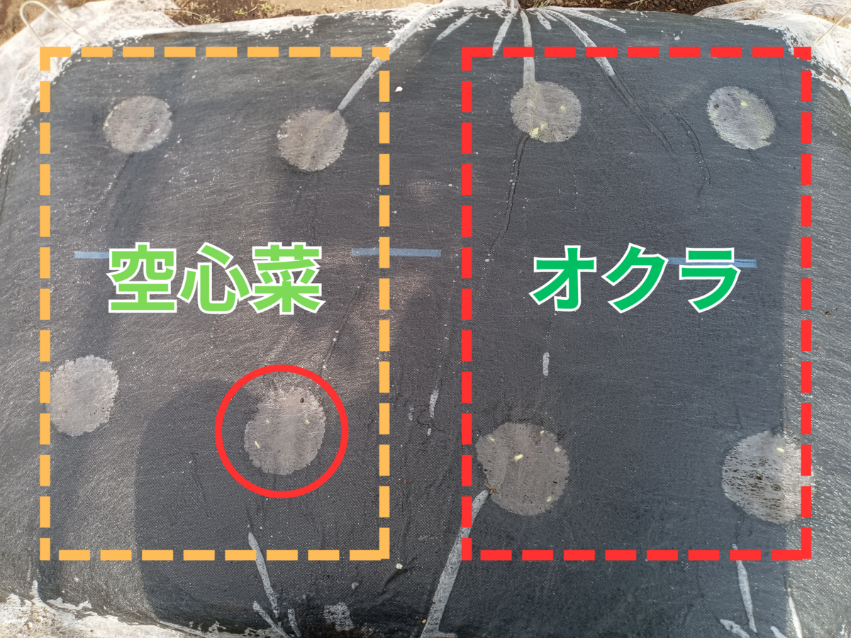 野菜の発芽画像