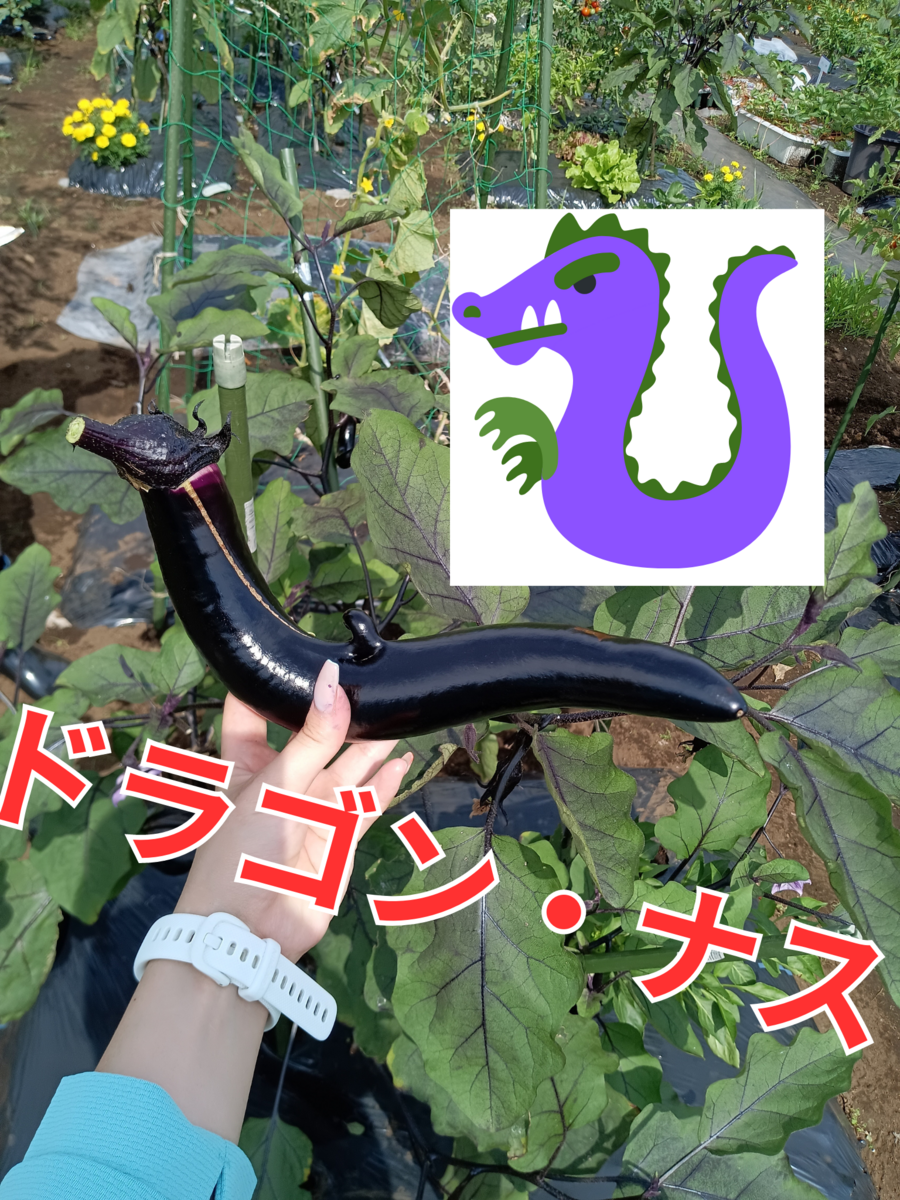 ナス収穫
