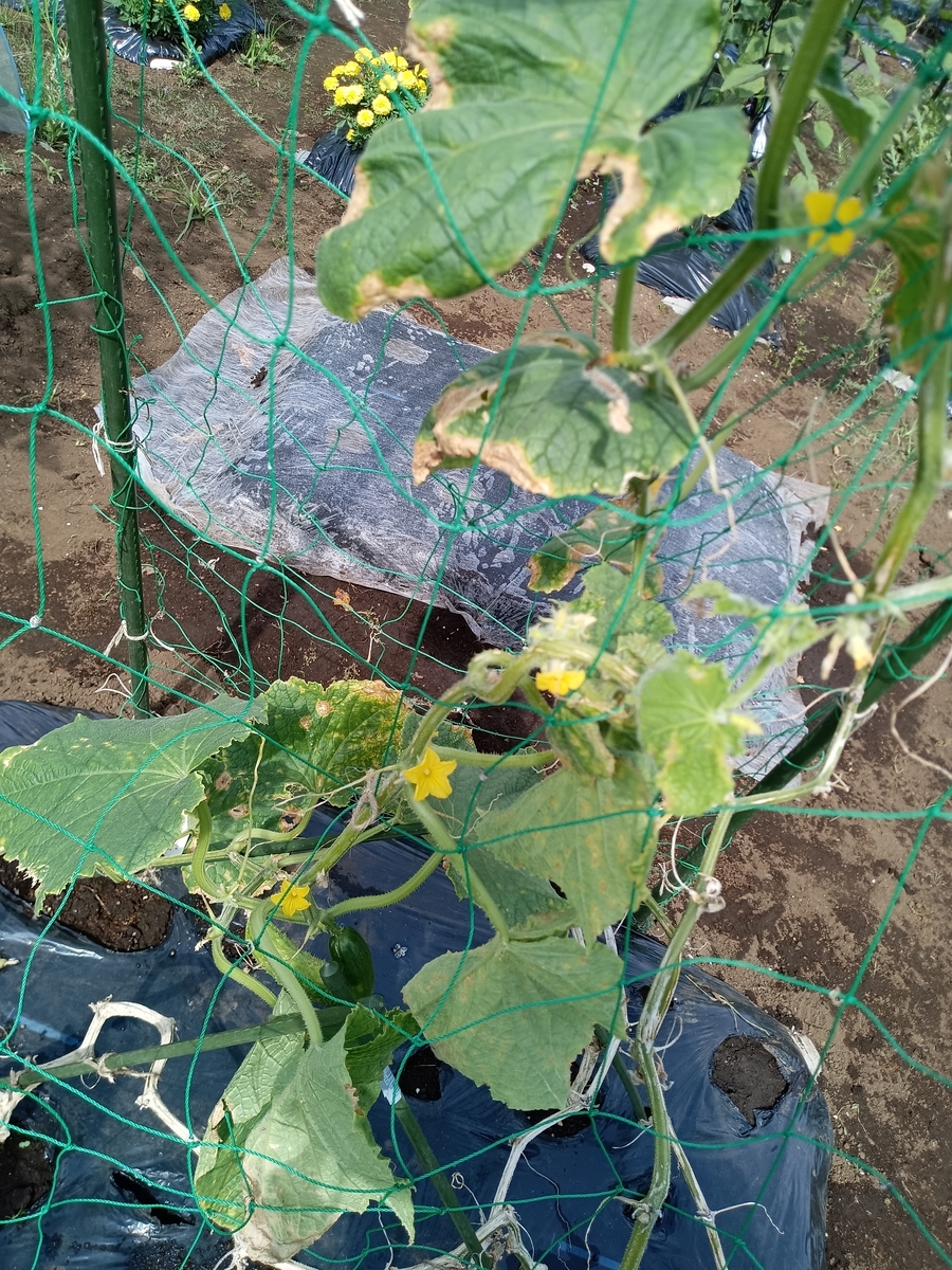 キュウリの家庭菜園
