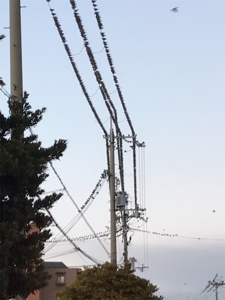 f:id:buriburimaster2018:20190126195537j:image