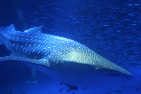 f:id:bushinXXX:20110817122027j:image
