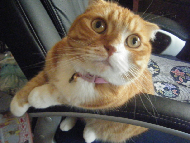 f:id:buta-buta-kobuta:20111221182226j:image